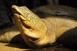 Con rùa khổng lồ lại sẽ thoát ra ngoài sông Tích?