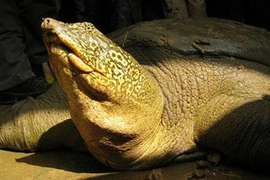 Con rùa khổng lồ lại sẽ thoát ra ngoài sông Tích?