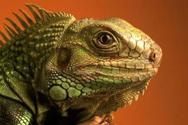 Rợn người với thú cưng của “teen” Hà Nội (Phần 2)