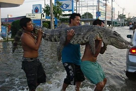 Hãi hùng cảnh cá sấu xổng chuồng trong lũ ở Thái Lan