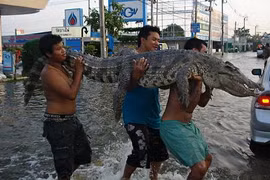 Hãi hùng cảnh cá sấu xổng chuồng trong lũ ở Thái Lan