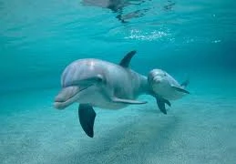 Đổ xô đi xem cá heo lạc vào sông Trà Lý