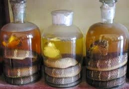 Liệt dương vì bồi bổ bằng rượu rắn 