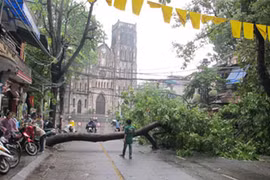 Xà cừ cổ thụ bật gốc đè bẹp nhà dân