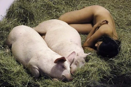 Nữ nghệ sĩ sống trần truồng với lợn trong 104 giờ