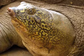 Âu lo cho số phận rùa khổng lồ hồ Đồng Mô