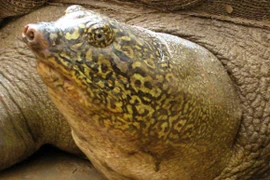 Âu lo cho số phận rùa khổng lồ hồ Đồng Mô