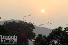 Ngắm vũ điệu cò trắng và hoàng hôn đỏ ở ngoại ô Hà Nội