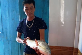 Ngư dân Quảng Bình câu được cá sủ vàng quý hiếm