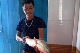 Ngư dân Quảng Bình câu được cá sủ vàng quý hiếm