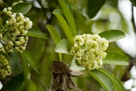 Ngắm những góc phố Hà Nội tràn ngập hoa sữa