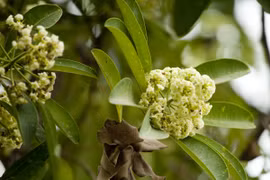 Ngắm những góc phố Hà Nội tràn ngập hoa sữa