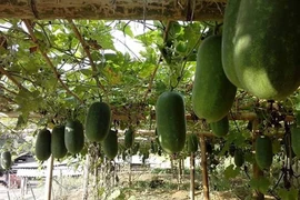 Bí xanh thơm – rau sạch 'đệ nhất đất Bắc'