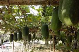 Bí xanh thơm – rau sạch 'đệ nhất đất Bắc'