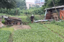 Bảo tồn húng Láng: Còn mấy ai mặn mà? 