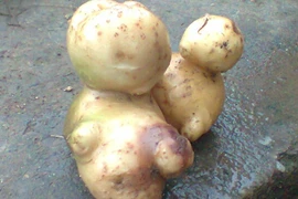 Xôn xao củ khoai tây hình 2 mẹ con