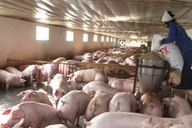 “Lơ lửng” an toàn thực phẩm