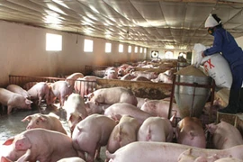 “Lơ lửng” an toàn thực phẩm