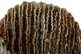 Phát hiện răng voi hóa thạch ở Tuyên Quang 