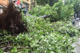 Đơn vị quản lý cây xanh vô cảm hay sợ trách nhiệm? 