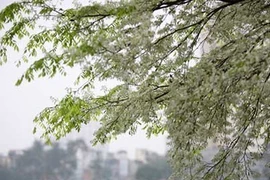 Chuyện phiếm với cây Sưa! 