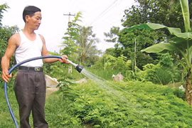 Cây sưa được lùng mua với giá tiền tỷ: Đâu là giá trị thực? 