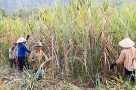 Nhiễu loạn thị trường đường 