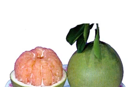 Ăn bưởi tăng hiệu quả hóa trị liệu 