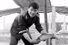 Đẹp như hoa cúc quỳ