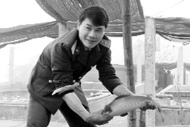 Đẹp như hoa cúc quỳ