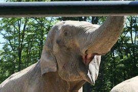 Voi Citta có thể “ngửi được mùi” của đội vô địch 