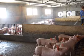 Chăn nuôi khó khăn, thức ăn vẫn tăng giá 