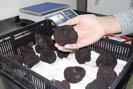 Săn lùng “kim cương đen” 