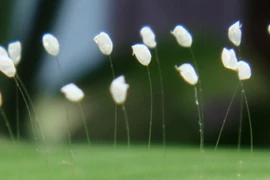 Hoa mọc trên tượng phật, có phải là hoa thần?