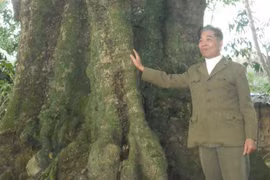 Bí ẩn 5 cây thị cổ thụ