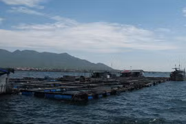 Có chủ cũng như không