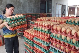 Trứng gia cầm phải rửa sạch, khử trùng trước khi bán: Quy định ngẫu hứng! 