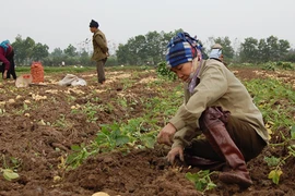 Tiếp tục giao đất 20 năm