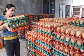 Trứng gia cầm phải rửa sạch, khử trùng trước khi bán: Quy định ngẫu hứng! 