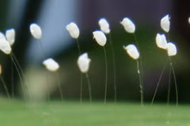 Hoa mọc trên tượng phật, có phải là hoa thần?