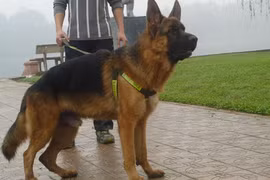 ‘‘Mốt” chơi chó thuần chủng