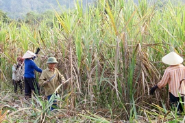 Nhiễu loạn thị trường đường 