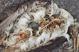 Hiểm họa từ rác thải nhựa 