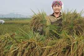 Xuất khẩu gạo Việt Nam đang giành ưu thế