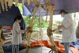 Bảo tàng Thiên nhiên Việt Nam "sống chung" với hóa chất độc hại