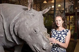 Bẻ sừng tê giác trong bảo tàng