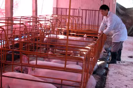 Chất cấm trong chăn nuôi: Sẽ xử lý đến cùng