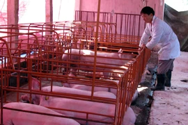 Chất cấm trong chăn nuôi: Sẽ xử lý đến cùng