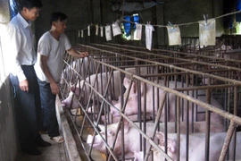 Hậu “cơn bão” chất tạo nạc