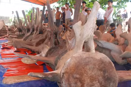 Phát hiện bộ xương cá voi lớn nhất Đông Nam Á